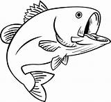Bass Fish Coloring Pages Drawing Outline Fishing Drawings Trout Fun Clipart Clip Color Cliparts Water Jumping Cartoon Template Sea Book sketch template