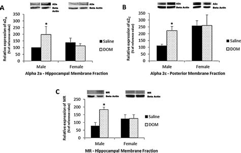 Sex Specific Differences In Stress Response Receptor Expression
