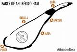 Ham Iberico Iberian Parts Anatomy Jamon Ibérico sketch template