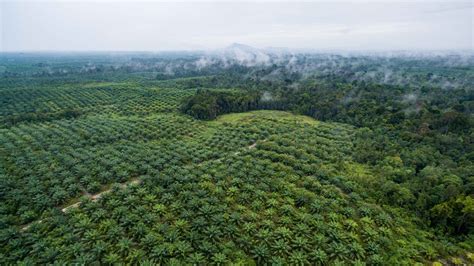 palm oil problem     sustainable development  indigenous participation