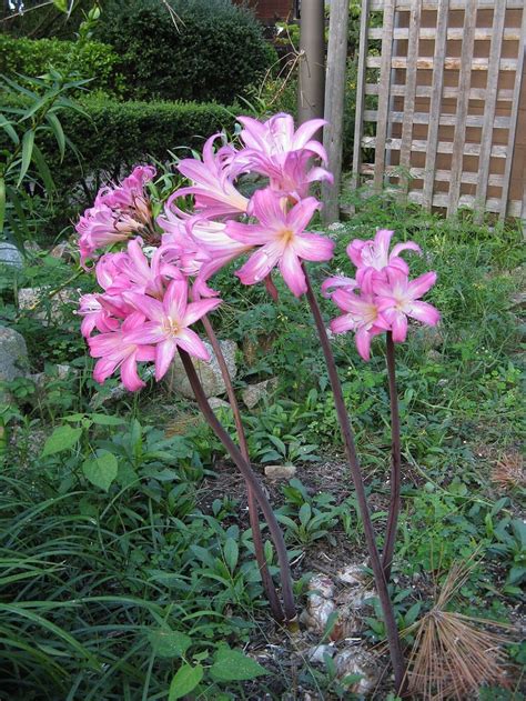 amaryllis belladonna lily naked lady bulb large pink flowers etsy
