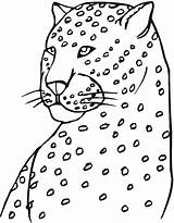 Leopard Cheetah Coloring Pages Amur Colouring Head Print Drawing Step Animals Draw Easy Drawings Template sketch template