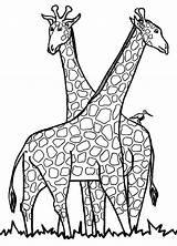 Giraffe Colorare Disegni sketch template