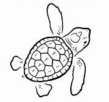 Turtle Drawing Loggerhead Project Caggiano Illustration sketch template