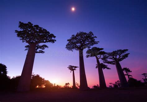 allee der baobabs morondava menabe region madagaskar stockbild