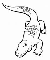 Coloring Pages Crocodile Clipart Crocodiles Print Library Alligator Printable sketch template