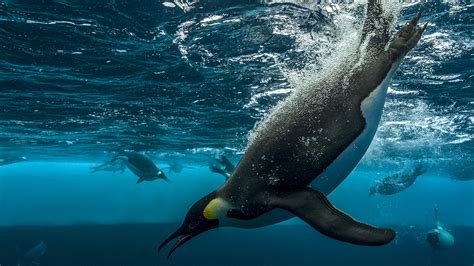 southern ocean species    pew charitable trusts