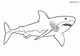 Ausmalbilder Ausmalbild Haie Pages Weißer Ausdrucken Sharks Weisser Ausmalen Malvorlagen Zeichnen Colomio Zootiere Uruk sketch template