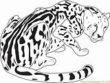 Cheetah Coloring Pages King Leopard Snow Baby Drawing Easy Realistic Color Drawings Cheetahs Coloringpages101 Printable Kids Getcolorings Animals Getdrawings sketch template