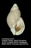 Afbeeldingsresultaten voor "liomesus Ovum". Grootte: 120 x 185. Bron: www.marinespecies.org