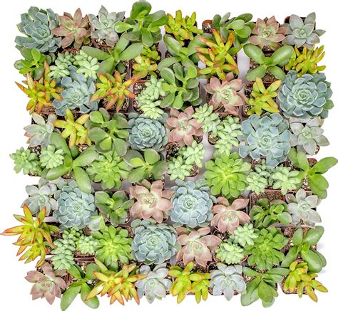 dwarf succulent plants      experts