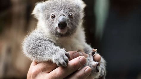 Australien Koala Bären Vor Dem Aussterben In Freier Wildbahn Politik