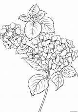 Colorare Adulti Vegetazione Blumen Fleurs Vegetation Mewarnai Adultos Erwachsene Malbuch Coloriage Disegno Anak Tk Foglie Vegetacion Paud Bunga Justcolor Lele sketch template