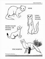 Weasel Coloringbay Ermine Weasels Mammals Mustela Marten Homeschooling Stoat sketch template