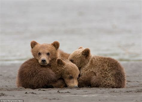 grizzly bear shields her triplet cubs from the wind and rain daily
