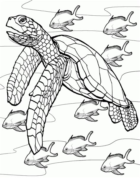 printable turtle coloring pages everfreecoloringcom