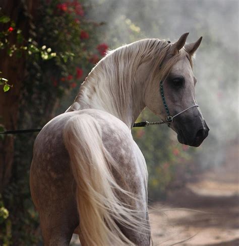 arabier paarden dingen