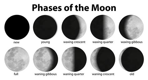 printable phases   moon