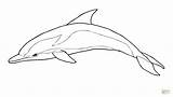 Dolphin Coloring Striped Pages Drawing Printable sketch template
