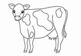 Sapi Mewarnai Hewan Sketsa Cow Kambing Mudah Kurban Marimewarnai Terlengkap Perah Cows Kerbau Vaca Kataucap Kleurplaten Berkaki Empat Kumpulan Kleurplaat sketch template