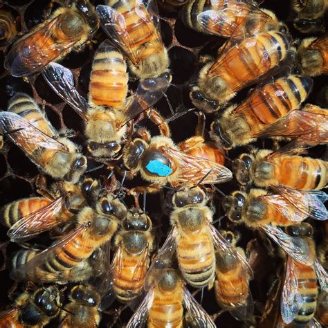 6 things you didn t know about queen bees beekeeping like a girl