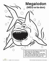 Megalodon Monstrous Worksheet Tsgos sketch template