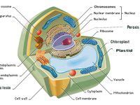 images  cell structure  pinterest cell structure plants  biology