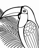 Coloring Toucan Birds Print Exotic Printable Topcoloringpages Bird sketch template
