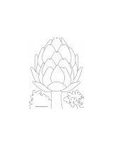 Artichoke Coloring Pages Cutting Board sketch template