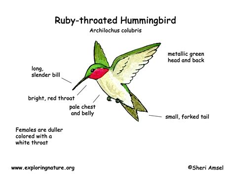 hummingbird beak diagram