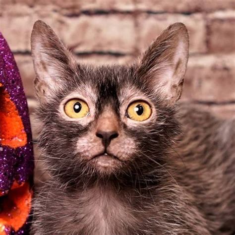 16 Things To Know About The Lykoi Cat 2024 With Pictures Werewolf Cat