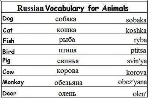 basic russian learning russian pinterest