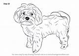 Maltese Dog Draw Step Drawing Drawingtutorials101 Dogs Tutorial Tutorials sketch template