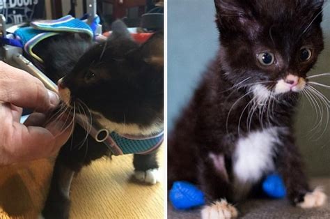 This Two Legged Kitten Recovered From Starvation And Now Has His Own