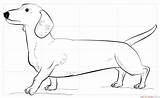 Dachshund Coloring Pages Dog Printable Drawing Draw Template Supercoloring Dachsunds Sketch Step Long Dogs Colouring Print Puppy Line Tutorials Adult sketch template