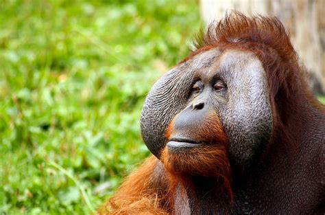 amazing orangutan facts   convince   give  palm oil