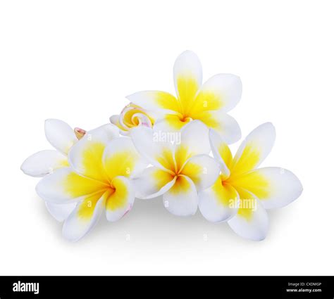 frangipani spa cut  stock images pictures alamy