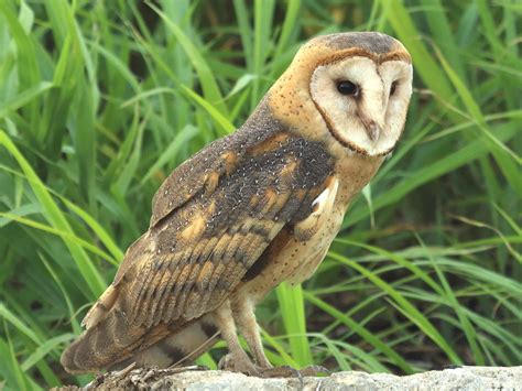 top images barn owl tail leather feathers red tail  barn owl