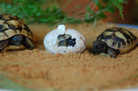 griechische landschildkroete tortoise turtle turtle tortoise