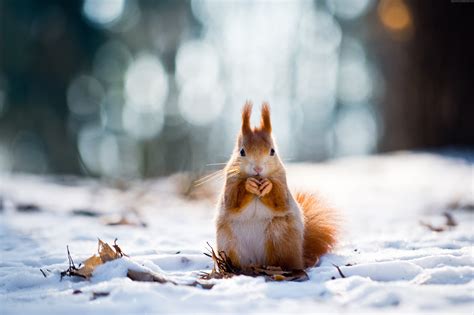 cute winter animal wallpapers top  cute winter animal backgrounds
