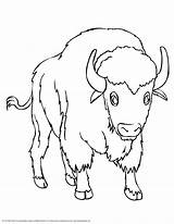 Bison Prairie Bisons Dessiner Tête Popular sketch template