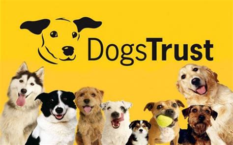 dogs trust uk top dog tips