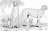 Cheetah Supercoloring sketch template