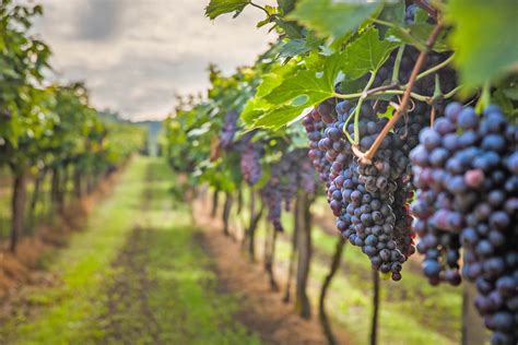 genomics breakthrough creates climate tolerant wine grapes earthcom