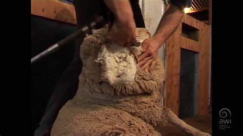 awi crutching ewes full crutch  wig board youtube