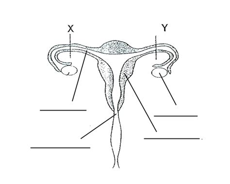 Blank Diagram Of Human Reproductive Systems Sc 912 L 16 13