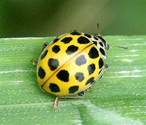 9 amazing facts about ladybirds love the garden