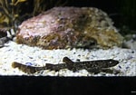 Afbeeldingsresultaten voor "haploblepharus Pictus". Grootte: 150 x 105. Bron: www.zoochat.com