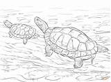 Coloring Turtles Colorare Tartaruga Snapping Tartarughe Alligator Eared Realistico Tortoise Disegni Colorato Supercoloring sketch template