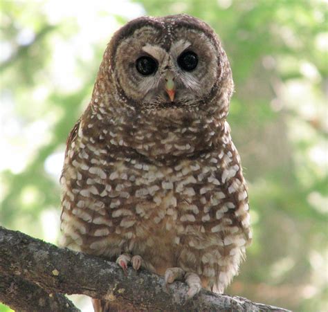 spotted owls benefit  forest fire mosaic   birds   birds